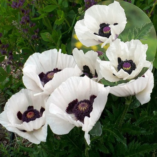 Papaver orientale 'Royal Wedding' - Idamagun 'Royal Wedding' P9/0,55L 